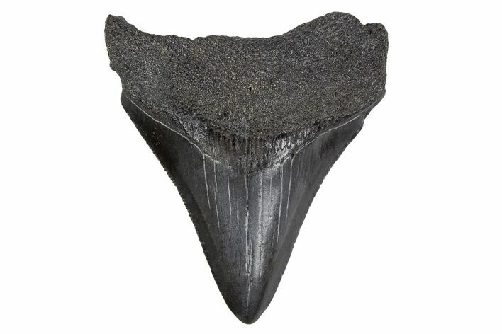 Serrated, Juvenile Megalodon Tooth - South Carolina #306234